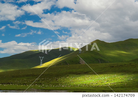 Green Mountain Pasture with Sheep and Power Lines Green Mountain Pasture with Sheep and Power Lines 142174709