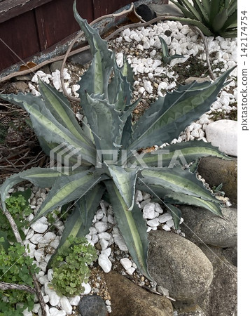 熱帶地區的美麗植物 熱帶地區的美麗植物 142174754