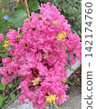 紅花	 142174760