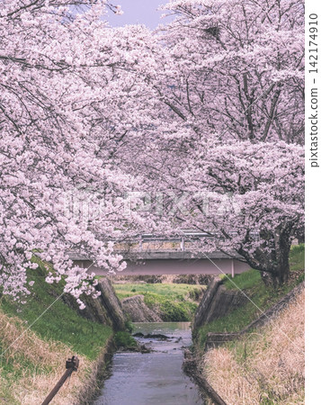 "Spring was flowing ahead." "Spring was flowing ahead." 142174910