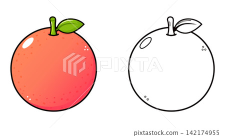 Grapefruit fruit shown in color and outline versions Grapefruit fruit shown in color and outline versions 142174955