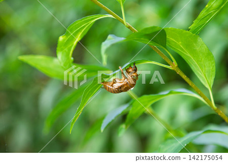 Cicada shell Cicada shell 142175054