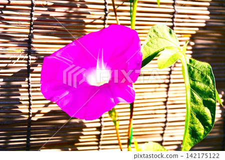 Pink morning glory flower Pink morning glory flower 142175122