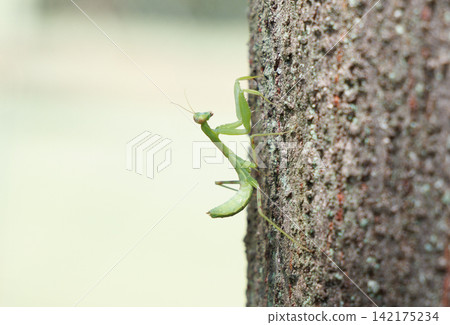 Praying mantis larvae climbing a tree Praying mantis larvae climbing a tree 142175234
