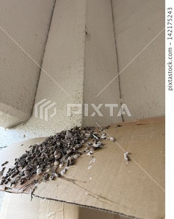 Swallow nest measures 142175243