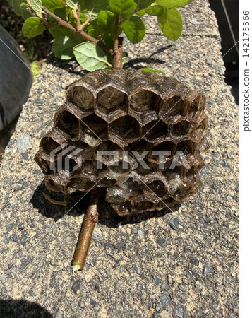 honeycomb honeycomb 142175366