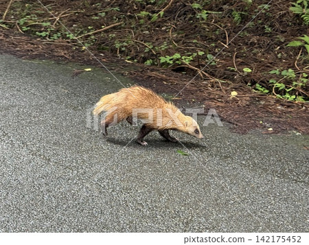 A creature resembling a badger A creature resembling a badger 142175452