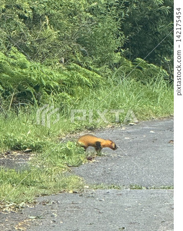 A creature resembling a badger 142175454