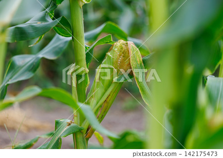 Corn ripening in a cornfield Corn ripening in a cornfield 142175473