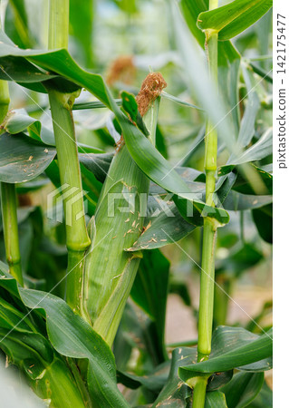 Corn ripening in a cornfield Corn ripening in a cornfield 142175477