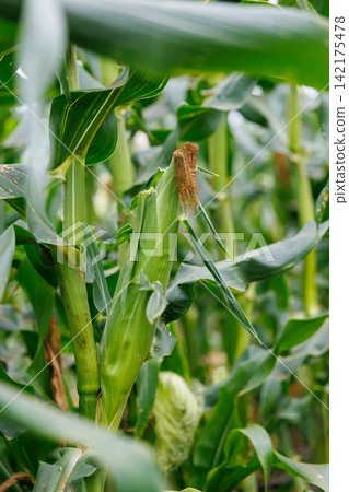 Corn ripening in a cornfield Corn ripening in a cornfield 142175478