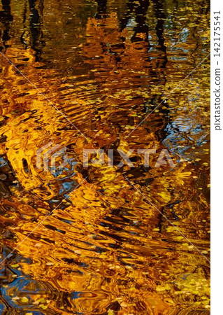 magic reflection of yellow trees in the Karpiev pond in the Summer Garden in clear autumn sunny day, an incredible reflection of yellow leaves on the surface of the water, Russia, Saint Petersburg magic reflection of yellow trees in the Karpiev pond in the Summer Garden in clear autumn sunny day, an incredible reflection of yellow leaves on the surface of the water, Russia, Saint Petersburg 142175541