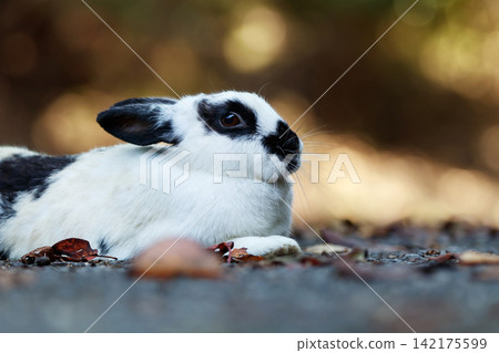 Rabbit of Okunojima Rabbit of Okunojima 142175599
