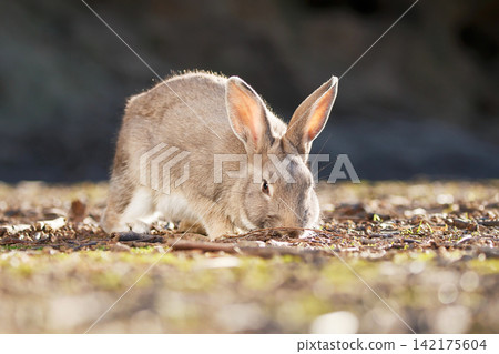 Rabbit of Okunojima Rabbit of Okunojima 142175604