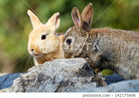 Rabbit of Okunojima Rabbit of Okunojima 142175606