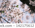 Cherry Blossoms	 142175612
