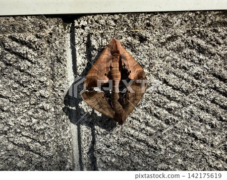 Mating of a moth that appears to be a hawk moth. Mating of a moth that appears to be a hawk moth. 142175619