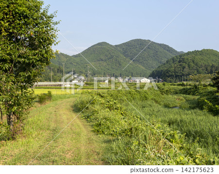 大阪府豐野郡能瀨町一條農場道路沿線的風景 142175623