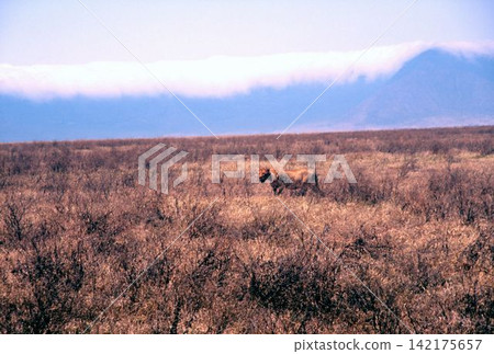 African land African land 142175657