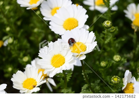 A ladybug perched on a flower in a spring landscape. A ladybug perched on a flower in a spring landscape. 142175682