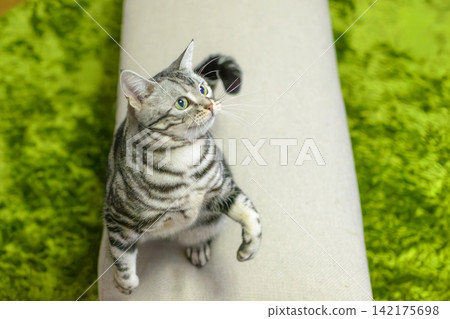 一隻貓追著一條繩子,抬頭望向天空。 一隻貓追著一條繩子,抬頭望向天空。 142175698