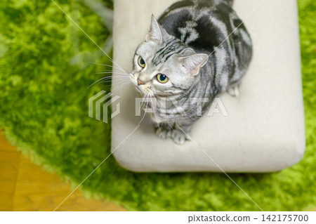 A cat chasing a string and looking upwards A cat chasing a string and looking upwards 142175700