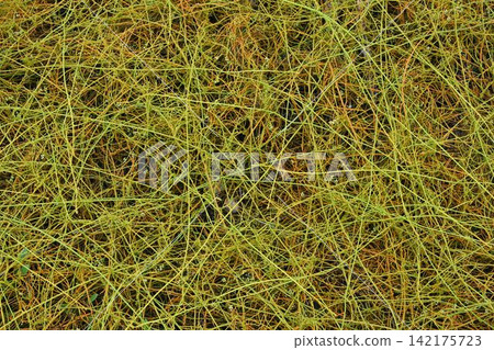 I saw a beautiful parasitic plant called dodder (Cuscuta jasminoides) in Kochi, with stems that spread out like a network. I saw a beautiful parasitic plant called dodder (Cuscuta jasminoides) in Kochi, with stems that spread out like a network. 142175723