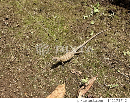 A reptile that appeared while sweeping up fallen leaves A reptile that appeared while sweeping up fallen leaves 142175742