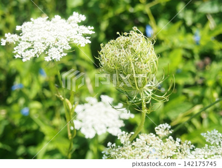 Wild carrot flower and involucre bracts Wild carrot flower and involucre bracts 142175745