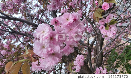 The deep pink double-flowered cherry blossoms "Kanzan" are in full bloom. The deep pink double-flowered cherry blossoms "Kanzan" are in full bloom. 142175770