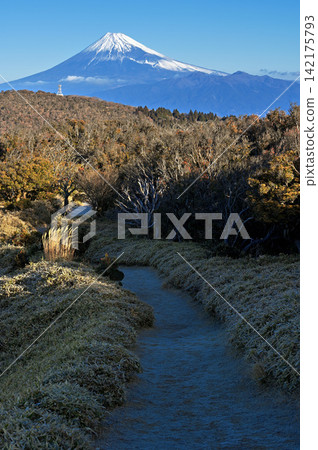 從伊豆半島伊豆山脊步道上的小達魯馬山步道上看到的富士山。 142175793