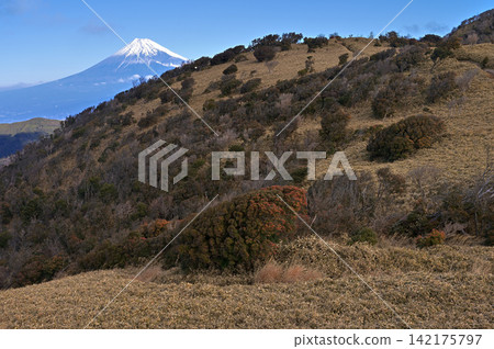 From Mt. Daruma on the Izu Mountain Ridge Trail, Izu Peninsula: Mt. Fuji and the grassy Mt. Kodaruma. From Mt. Daruma on the Izu Mountain Ridge Trail, Izu Peninsula: Mt. Fuji and the grassy Mt. Kodaruma. 142175797