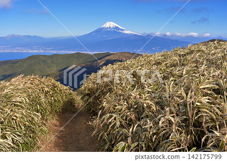 Mount Fuji as seen from the hiking trail leading to the bamboo grass fields of Darumayama Mountain on the Izu Ridge Trail of the Izu Peninsula. Mount Fuji as seen from the hiking trail leading to the bamboo grass fields of Darumayama Mountain on the Izu Ridge Trail of the Izu Peninsula. 142175799