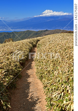 Mount Fuji as seen from the bamboo grass hiking trail on Mt. Daruma along the Izu mountain ridge trail on the Izu Peninsula. Mount Fuji as seen from the bamboo grass hiking trail on Mt. Daruma along the Izu mountain ridge trail on the Izu Peninsula. 142175807