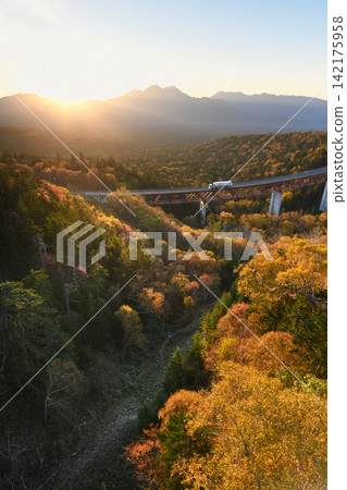 Autumn leaves at sunrise Autumn leaves at sunrise 142175958