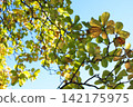 Sunlight filtering through the trees (Terminalia catappa) 142175975