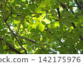 Sunlight filtering through the trees (Magnolia obovata) 142175976