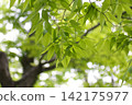 Sunlight filtering through the trees (Zelkova) 142175977