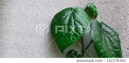 Fresh betel leaves against a textured white concrete wall background. Fresh betel leaves against a textured white concrete wall background. 142176365