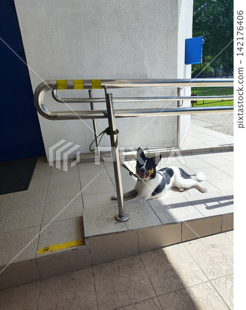 A black and white dog is lying on a tiled ramp next to a building entrance. The ramp has stainless steel handrails with yellow tape markings A black and white dog is lying on a tiled ramp next to a building entrance. The ramp has stainless steel handrails with yellow tape markings 142176406