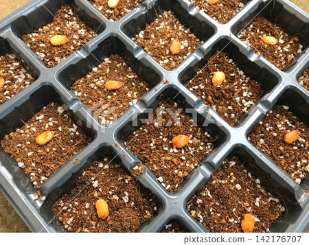 Bitter melon seeds sown in seedling pots Bitter melon seeds sown in seedling pots 142176707