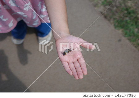 A girl shows a small crab she has placed in the palm of her hand. A girl shows a small crab she has placed in the palm of her hand. 142177086