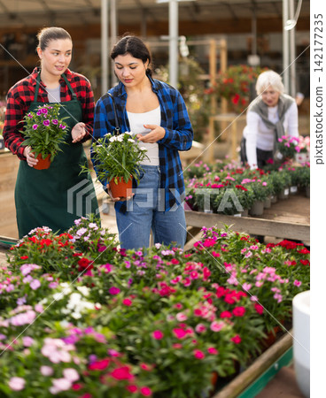 Female salesperson helps young woman choose chinese carnation Female salesperson helps young woman choose chinese carnation 142177235