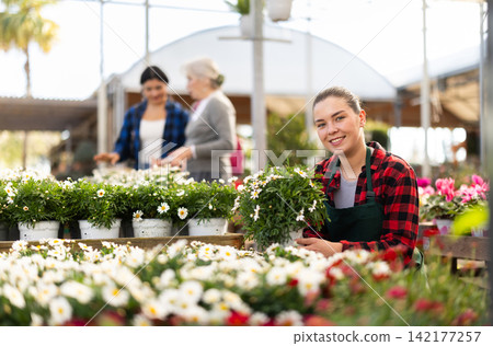Woman employee of garden center works with agryranthemum Woman employee of garden center works with agryranthemum 142177257