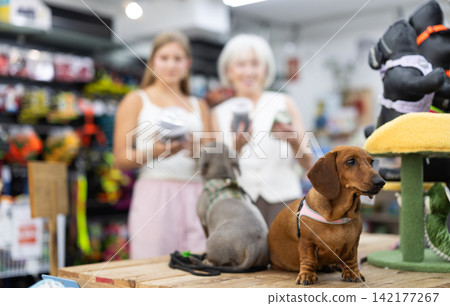 dachshund dogs sitting on a table in front of an elderly woman with her granddaughter dachshund dogs sitting on a table in front of an elderly woman with her granddaughter 142177267