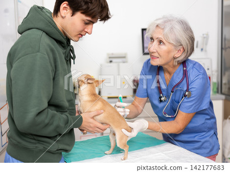 Female veterinarian administering routine vaccination to Chihuahua at veterinary clinic Female veterinarian administering routine vaccination to Chihuahua at veterinary clinic 142177683