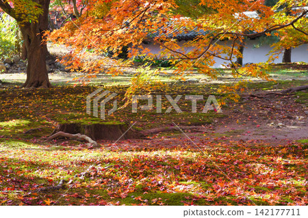 Kyoto, Tofuku-ji Temple: Beautiful autumn foliage (Higashiyama Ward, Kyoto City, Kyoto Prefecture) Kyoto, Tofuku-ji Temple: Beautiful autumn foliage (Higashiyama Ward, Kyoto City, Kyoto Prefecture) 142177711