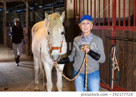 Woman horse breeder leading white thoroughbred racehorse with reins 142177728