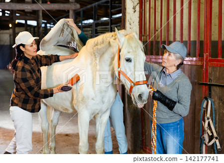 Women horse breeders grooming white horse in stable 142177741
