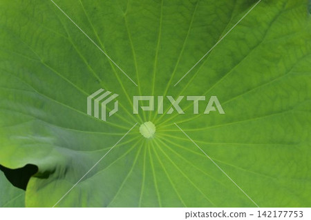 A beautiful natural work of art: the vein patterns of a lotus leaf radiating from the stem when viewed from above. A beautiful natural work of art: the vein patterns of a lotus leaf radiating from the stem when viewed from above. 142177753